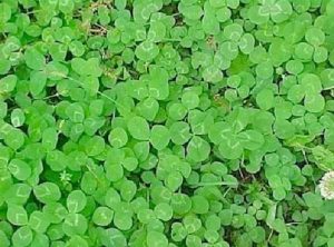 Lucky 4 Leaf Clovers at Internet Hypnosis. Shop min
